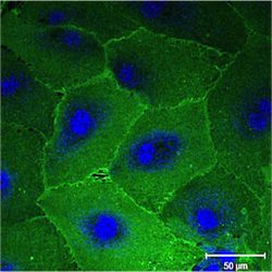 Axol-Bioscience-human-iPSC-image-ARE-liver.jpeg