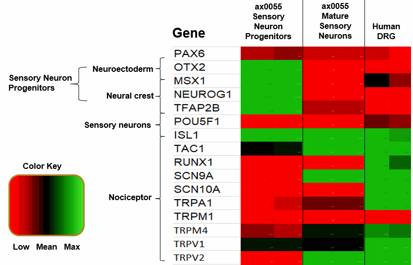 Axol-Bioscience-human-iPSC-image-ir_attachment_124958.png