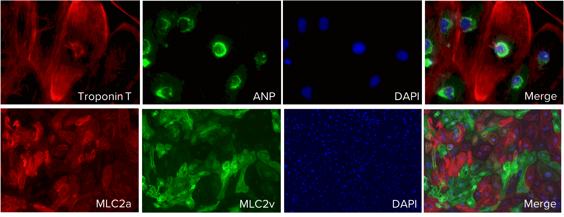 Axol-Bioscience-human-iPSC-image-ir_attachment_73897.png
