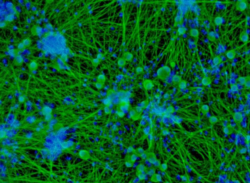 axoCells Sensory Neurons